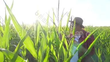 智慧<strong>农耕</strong>概念慢动作视频.. 农学家在玉米地里拿着平板电脑，正在研究